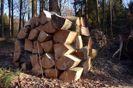 Production of firewood in the forest from beech trees.の写真素材