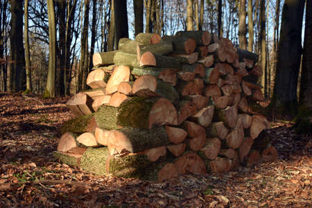 Production of firewood in the forest from beech trees.の写真素材