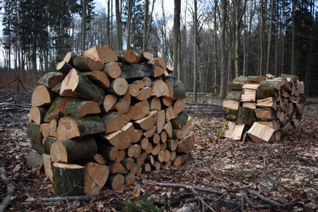 Firewood stacks in the forest. Beech wood.の写真素材