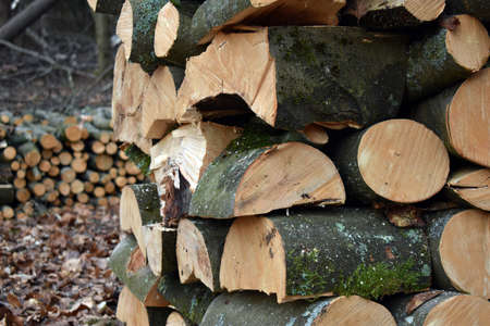 Firewood stacks in the forest. Beech wood.の写真素材