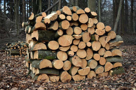 Firewood stacks in the forest. Beech wood.の写真素材