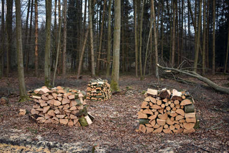 Firewood stacks in the forest. Beech wood.の写真素材