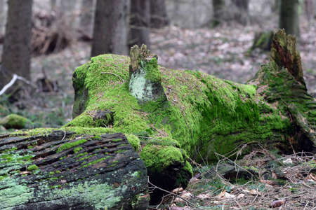 A fallen tree overgrown with moss.の写真素材
