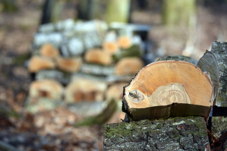 Firewood, fireplace wood stacked.の写真素材