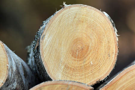 Firewood, fireplace wood stacked.