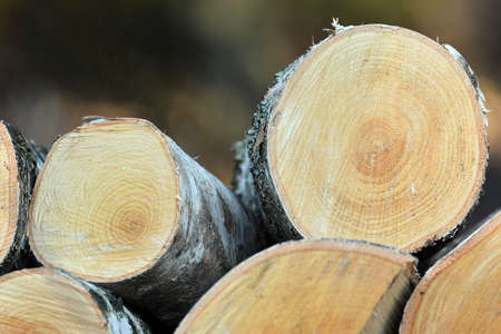 Firewood, fireplace wood stacked.の写真素材