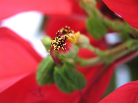 Red Hibiscus Flower Close Upの写真素材