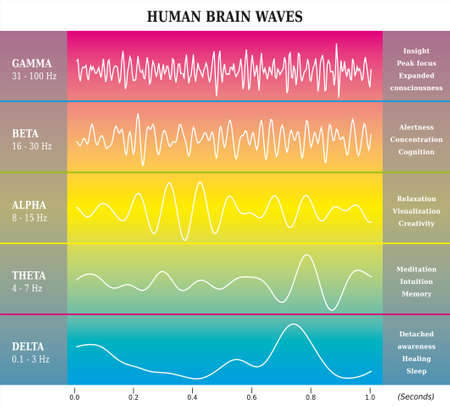 Human Brain Waves Diagram in Rainbow Colors with Explanations - Alpha Beta Gamma Theta Delta Frequenciesのイラスト素材