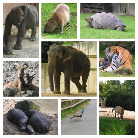 Animalsの写真素材