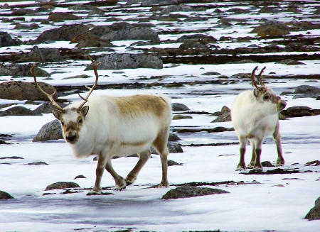 Reindeersの写真素材