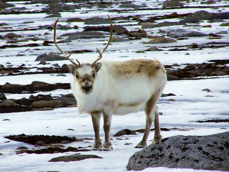 Reindeerの写真素材