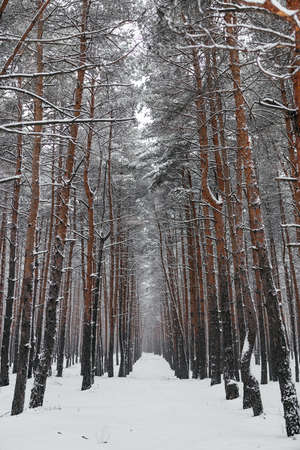 Christmas trees in the snow in the forest in winter.の写真素材