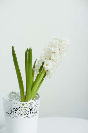 White hyacinth flower with green leaves in a white flower pot on a white table. Card with copy space.の写真素材