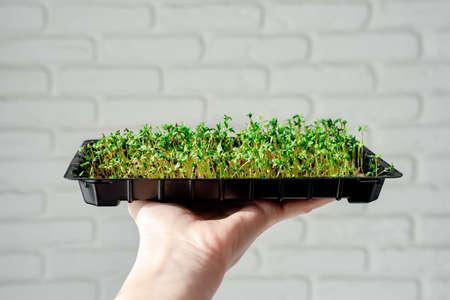 Hand holding a box of microgreens against a brick wall background. Vegan and healthy eating concept.の写真素材