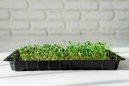 Growing microgreens on table background. Healthy eating concept.の写真素材