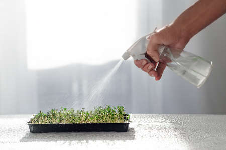 Growing microgreens. Female hand sprays water on microgreens on the tableの写真素材