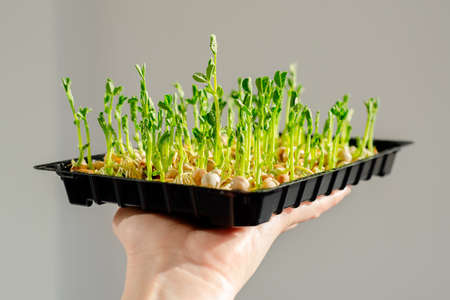 Microgreen sprouts in a box. Growing microgreens. Healthy eating concept. Fresh garden produce organically grown as a symbol of health.の写真素材
