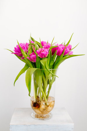 Bouquet of purpur tulips with bulbs on a white backgroundの写真素材