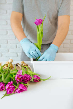 Gardener man planting a tulip in a flowerpot for plantingの写真素材