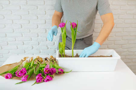 Gardener man planting a tulip in a flowerpot for plantingの写真素材