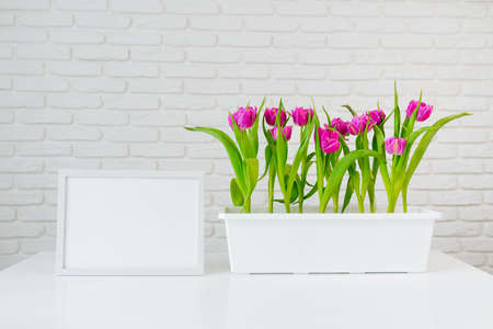 Purple tulips grow in a flowerpot, next to it is a white vertical frame on the table, with copy space.の写真素材