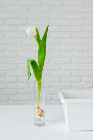 White tulip with a bulb in a transparent vase and a flowerpot against a brick wall.の写真素材