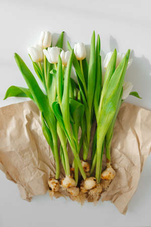 White tulips with bulbs for planting lie on craft paper, gardening concept.の写真素材