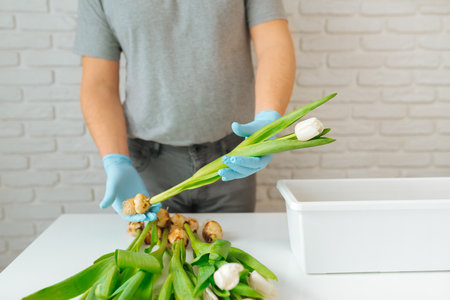 A gardener man holds in his hands a tulip with a bulb for planting in the soil, concept gardening.の写真素材