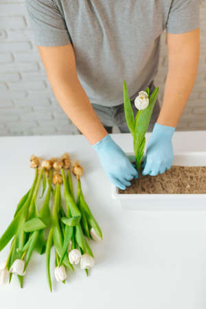 Male gardener planting a white tulip in a flowerpot with soil, gardening concept.