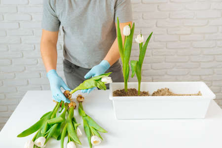 Male gardener planting a white tulip in a flowerpot with soil, gardening concept.の写真素材