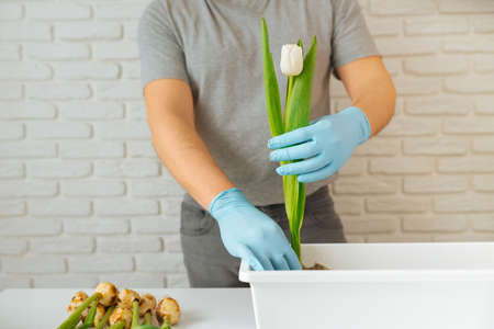 Male gardener planting a white tulip in a flowerpot with soil, gardening concept.の写真素材