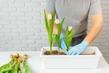 Male gardener planting a white tulip in a flowerpot with soil, gardening concept.の写真素材