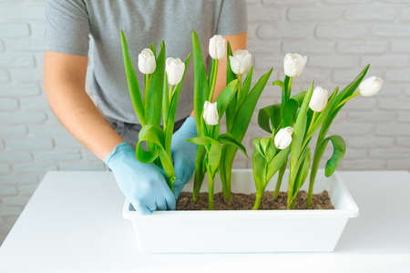 Male gardener planting a white tulip in a flowerpot with soil, gardening concept.の写真素材