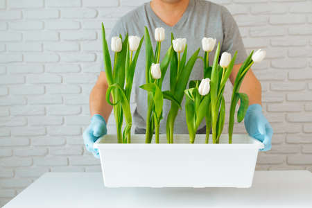 Gardener man holding a flowerpot with white tulips, gardening concept.の写真素材