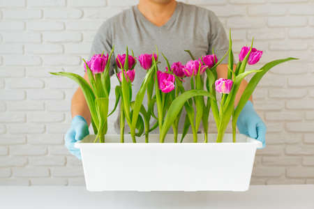Gardener man holding a flowerpot with purple tulips, gardening concept.の写真素材