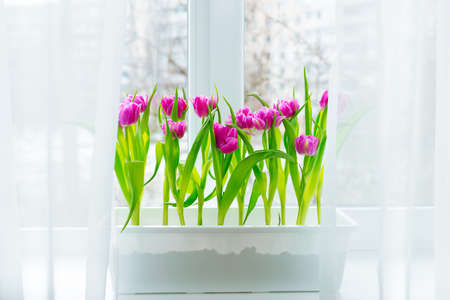 Purple tulips grow in a flowerpot on the window, gardening concept.の写真素材