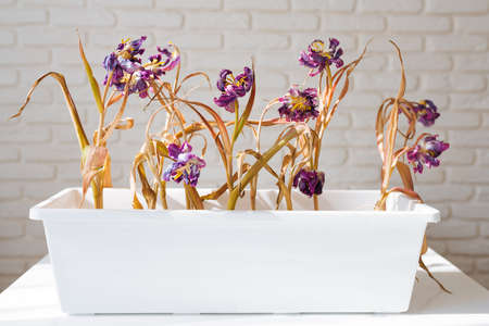 Dried tulips in a vase in the sun. Withered spring flowers in a vase. Decay concept. The beauty of...