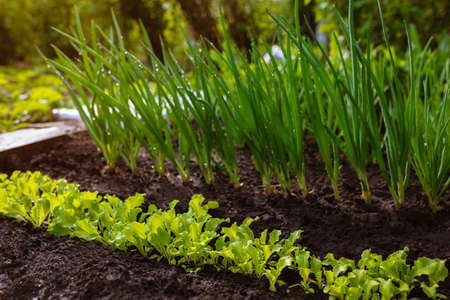 Young lettuce leaves grow in a row in the ground, against the background of green onions....