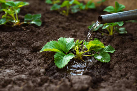 Seedlings of strawberries grow in a garden bed in the ground. Watering rows of strawberries. Blooming strawberries.の写真素材