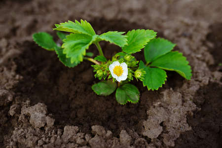 Seedlings of strawberries grow in a garden bed in the ground. Farming and agriculture.の写真素材