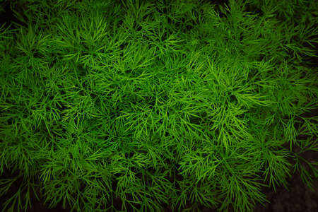 Young sprouts of dill grow in the ground. Seedling of plants. The sequence of growing young plants in soil gardening.の写真素材