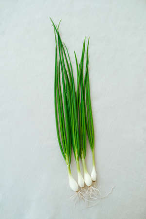 Green onion with a root on a linen light fabric, top view. agriculture.の写真素材