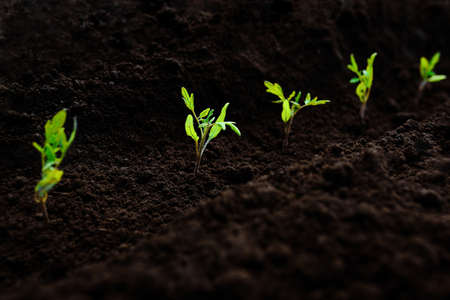 A small tomato seedling is planted in the ground in sunlight. Plant seedlings. agriculture.の写真素材