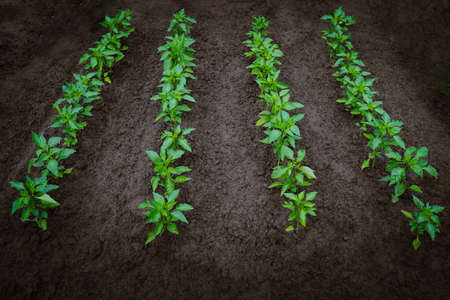 Pepper bushes grow in rows in open ground