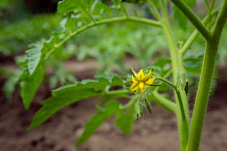 Tomato bushes grow in the open field in the gardenの写真素材