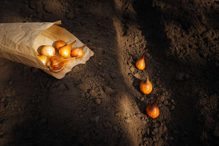 Autumn garden work, planting tulip bulbs in the ground. plant transplant concept.