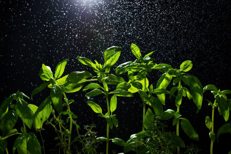 Green basil plants on a black background is sprayed with water from abovewith water from above....