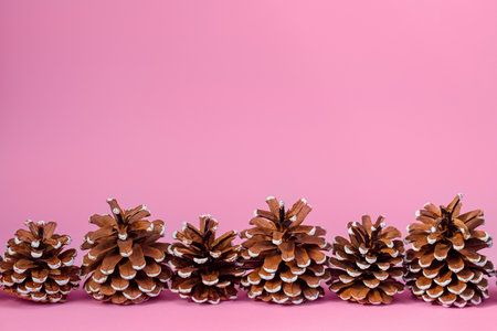 Row of fir cones on a pink background, close-up with copy space.の写真素材
