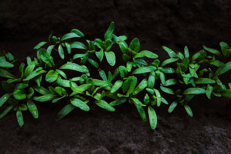 Plant seedlings. Young sprouts in the ground in the garden. Farming and agriculture.の写真素材