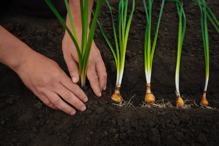Male hands plants bulbs of daffodils in the ground. Plant transplant concept, gardening and agriculture.の写真素材